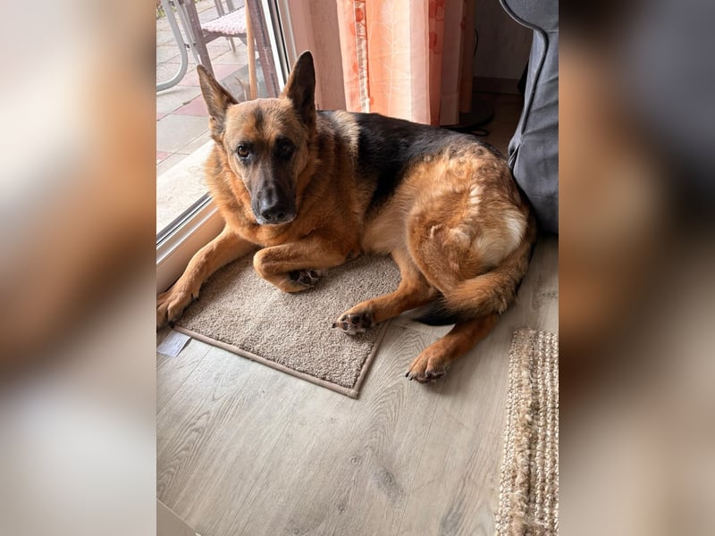 ASTRID- lieb, ruhig, sensibel, ausgeglichen, traurig, sucht liebevolle Familie