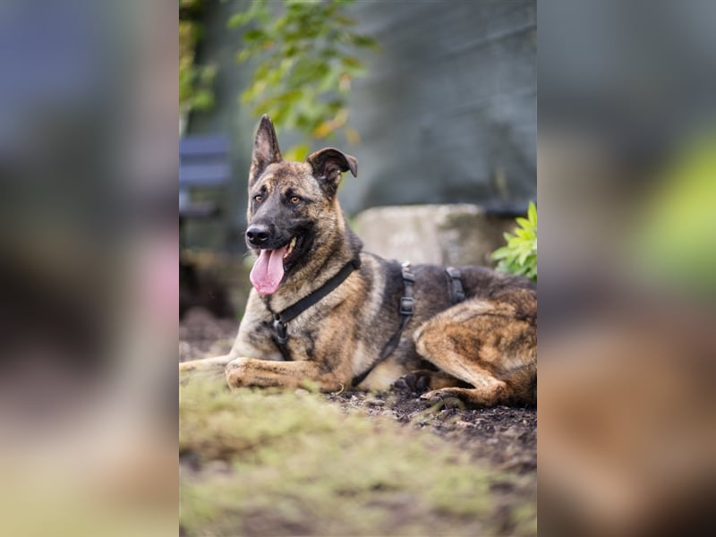 Nikki-auf der Suche nach kuschelnden Händen , die ihm Sicherheit geben