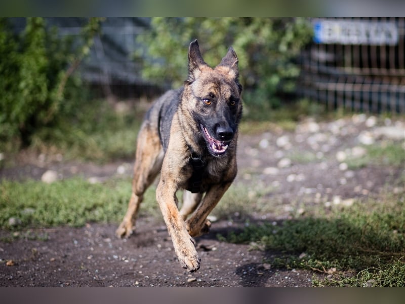 Nikki-auf der Suche nach kuschelnden Händen , die ihm Sicherheit geben