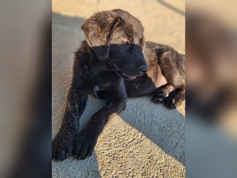 PANDORA wunderschönes Mädchen auf der Suche nach ihrem Für- immer-Körbchen