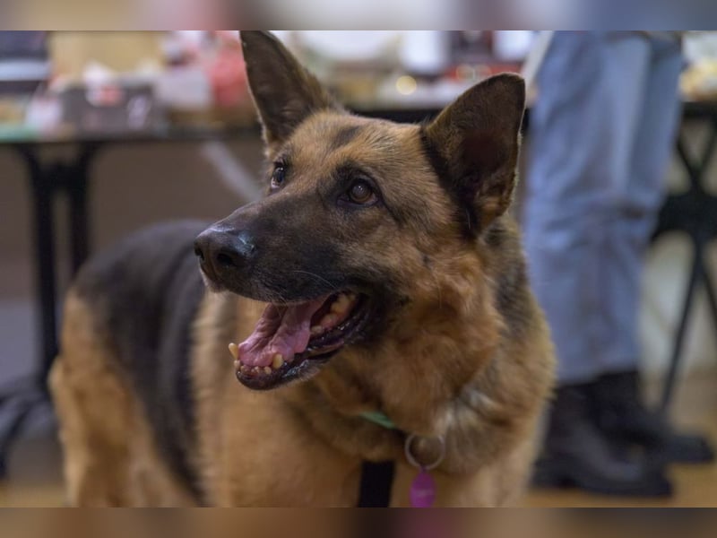 ASTRID- lieb, ruhig, sensibel, ausgeglichen, traurig, sucht liebevolle Familie