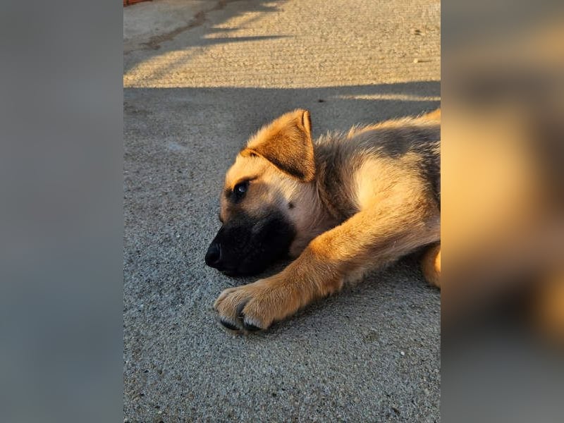 SIRIUS-offener, fröhlicher, vertrauensvoller Bub sucht sein liebevolles Für-immer-Zuhause