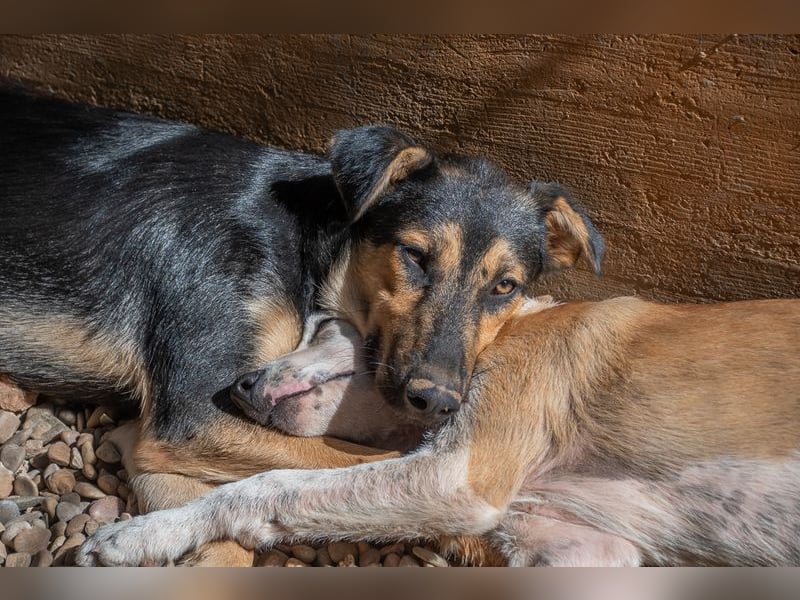 Herzensguter COOPER-liebevoller Freund für Mensch und Hund sucht seine "Für-immer-Familie"