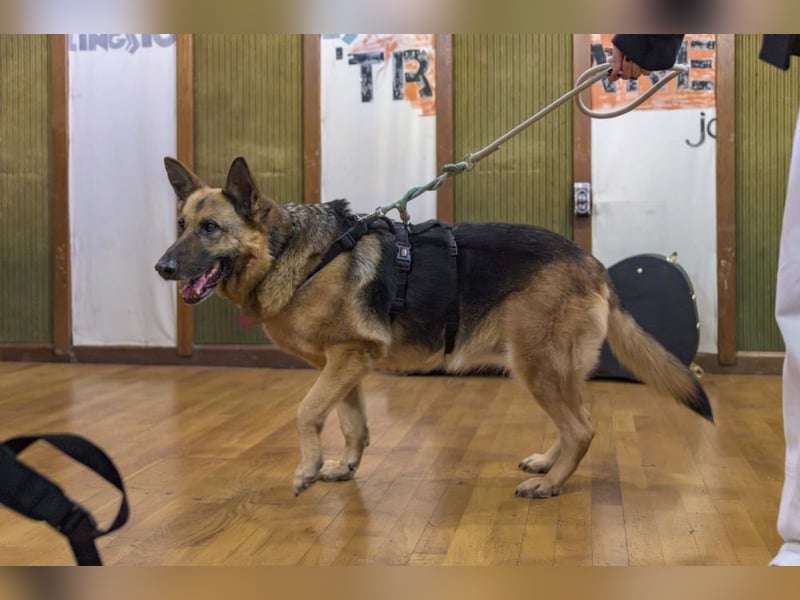 ASTRID- lieb, ruhig, sensibel, ausgeglichen, traurig, sucht liebevolle Familie