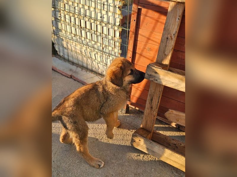 SIRIUS-offener, fröhlicher, vertrauensvoller Bub sucht sein liebevolles Für-immer-Zuhause