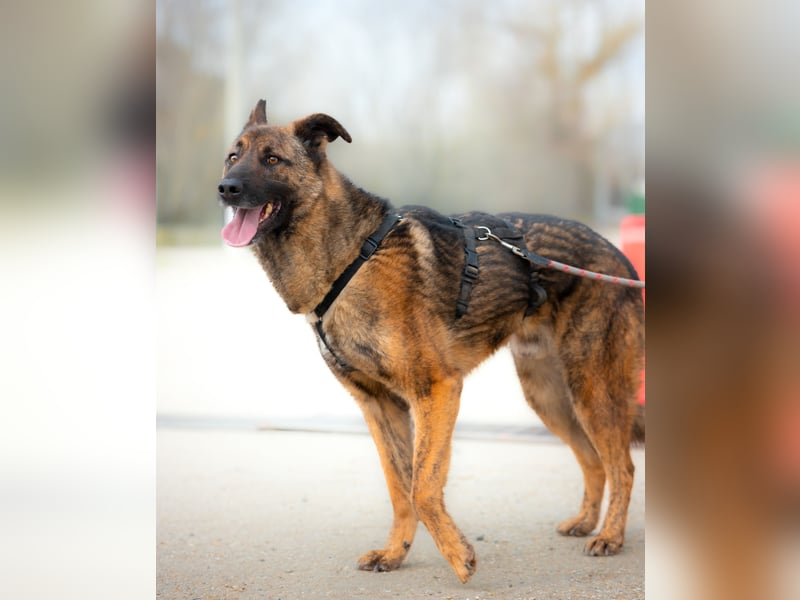 Nikki-auf der Suche nach kuschelnden Händen , die ihm Sicherheit geben