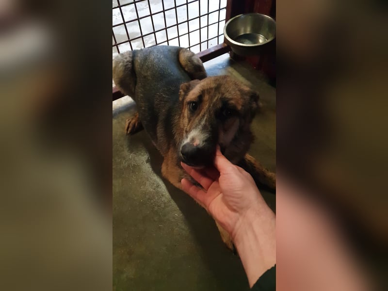 FENJA-wartet sehnsüchtig auf ihr liebevolles, Für-immer-Zuhause mit geduldigen Menschen