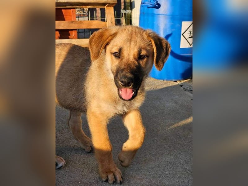 SIRIUS-offener, fröhlicher, vertrauensvoller Bub sucht sein liebevolles Für-immer-Zuhause