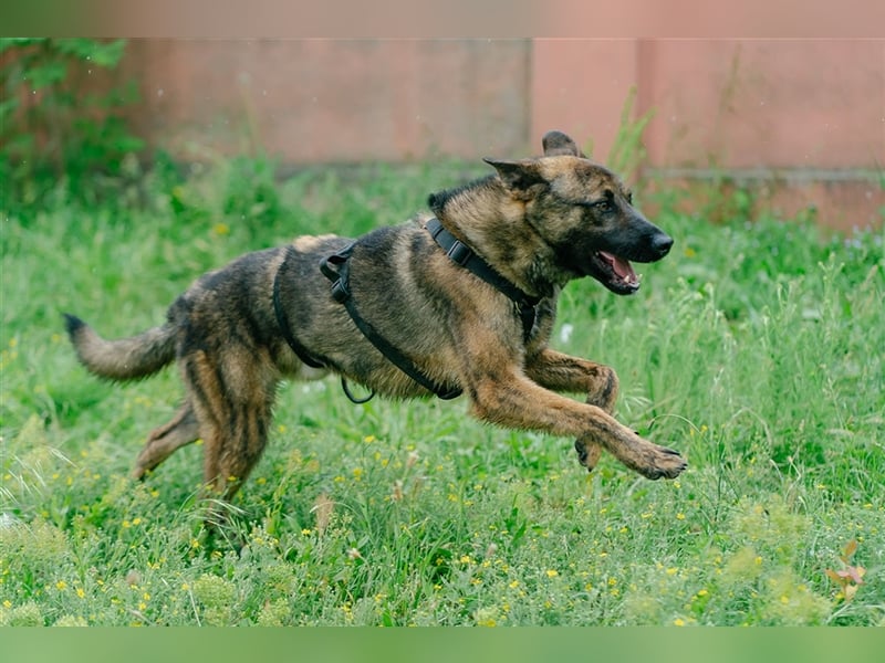 Nikki-auf der Suche nach kuschelnden Händen , die ihm Sicherheit geben