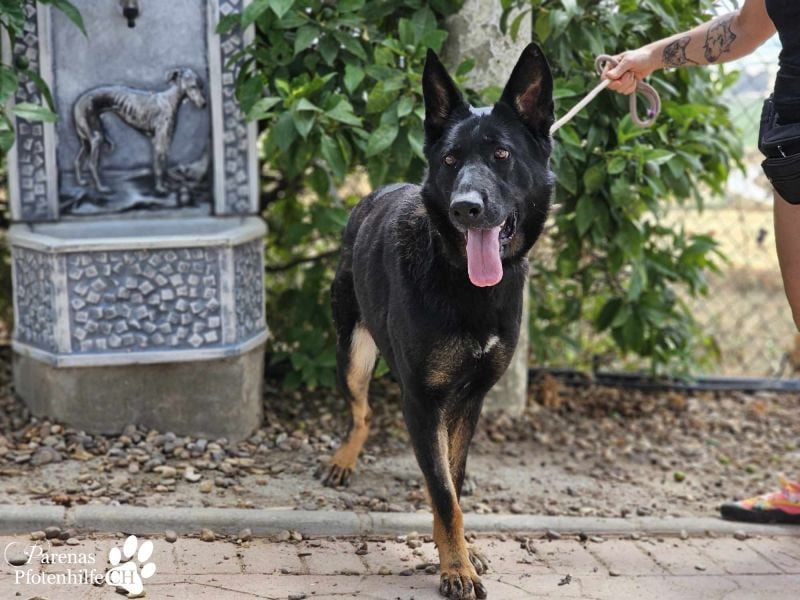 Enza ist freundlich und aufgeschlossen, sie sucht aktive und erfahrene Menschen