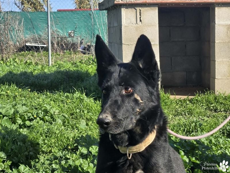 Enza ist freundlich und aufgeschlossen, sie sucht aktive und erfahrene Menschen