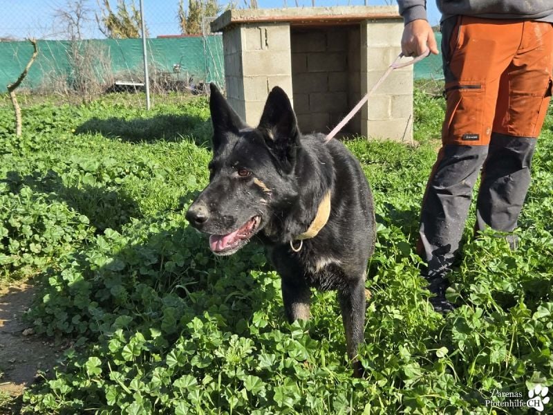 Enza ist freundlich und aufgeschlossen, sie sucht aktive und erfahrene Menschen