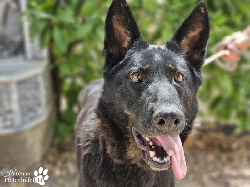 Enza ist freundlich und aufgeschlossen, sie sucht aktive und erfahrene Menschen