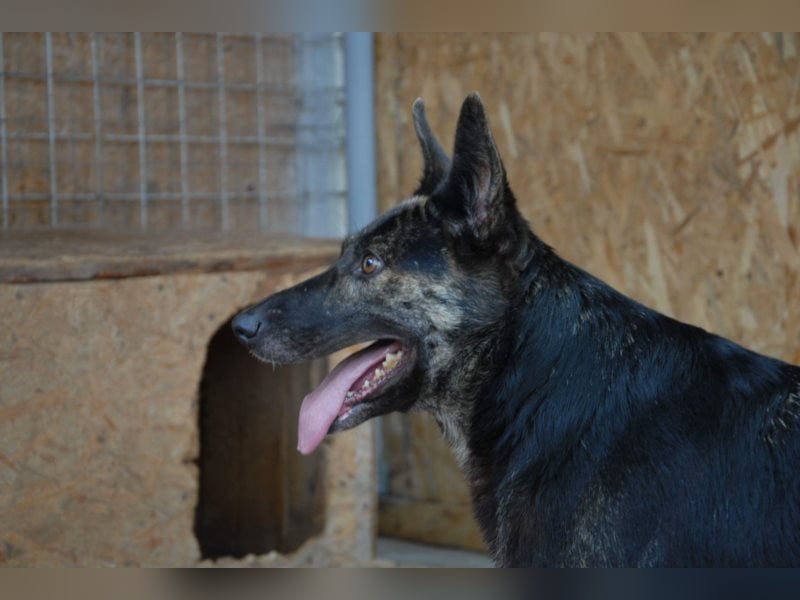 Hanna, seit 2014 im Tierheim