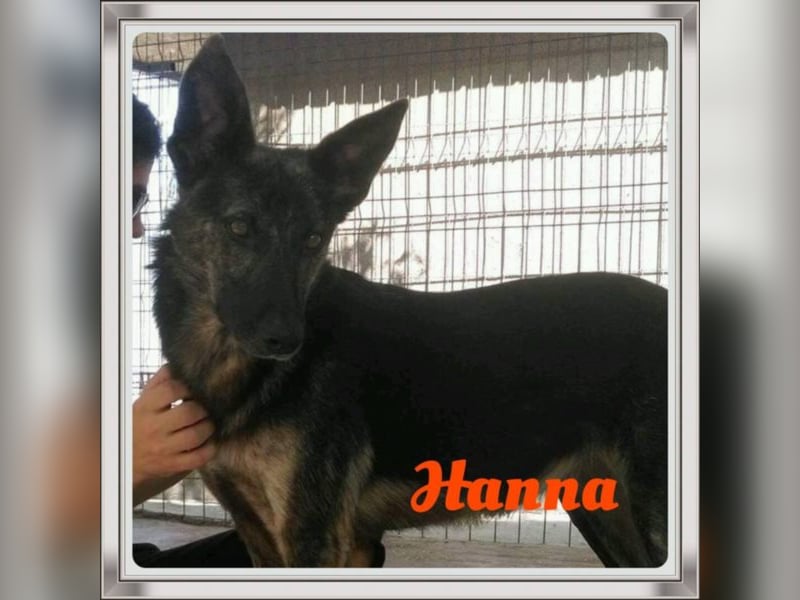 Hanna, seit 2014 im Tierheim