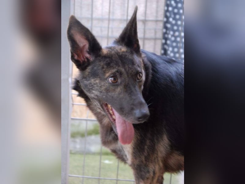 Hanna, seit 2014 im Tierheim