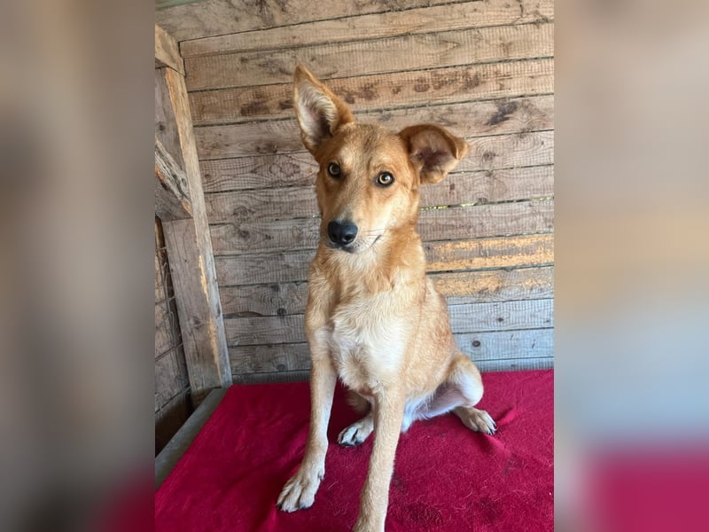 Maxim, Schäferhund-Mix, Rüde, geb. 05.10.2023, ca. 52 cm, 15 kg Maxim, Schäferhund-Mix, Rüde, geb. 05.10.2023, ca. 52 cm, 15 kg