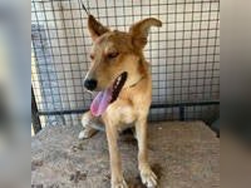 Maxim, Schäferhund-Mix, Rüde, geb. 05.10.2023, ca. 52 cm, 15 kg Maxim, Schäferhund-Mix, Rüde, geb. 05.10.2023, ca. 52 cm, 15 kg