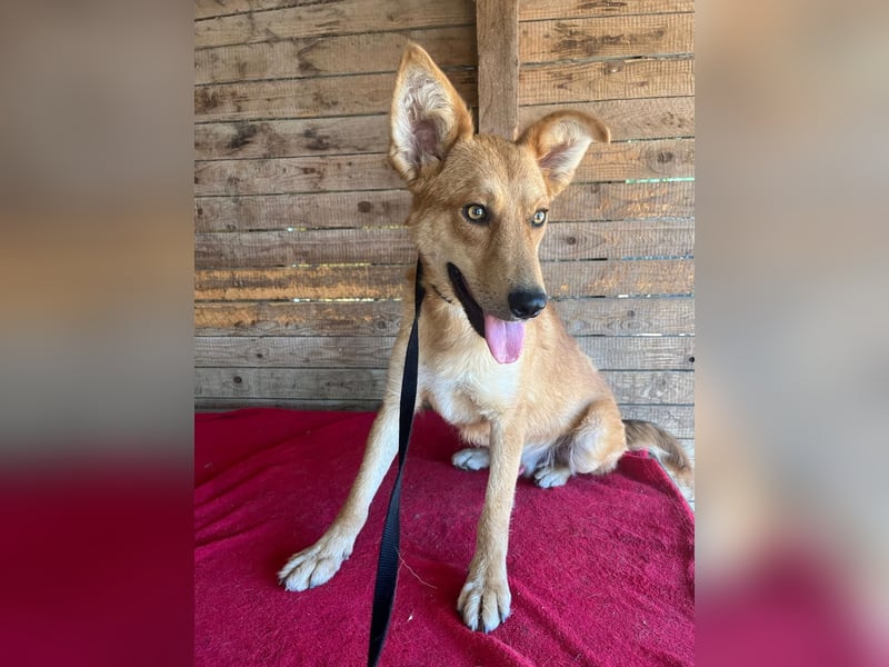 Maxim, Schäferhund-Mix, Rüde, geb. 05.10.2023, ca. 52 cm, 15 kg Maxim, Schäferhund-Mix, Rüde, geb. 05.10.2023, ca. 52 cm, 15 kg