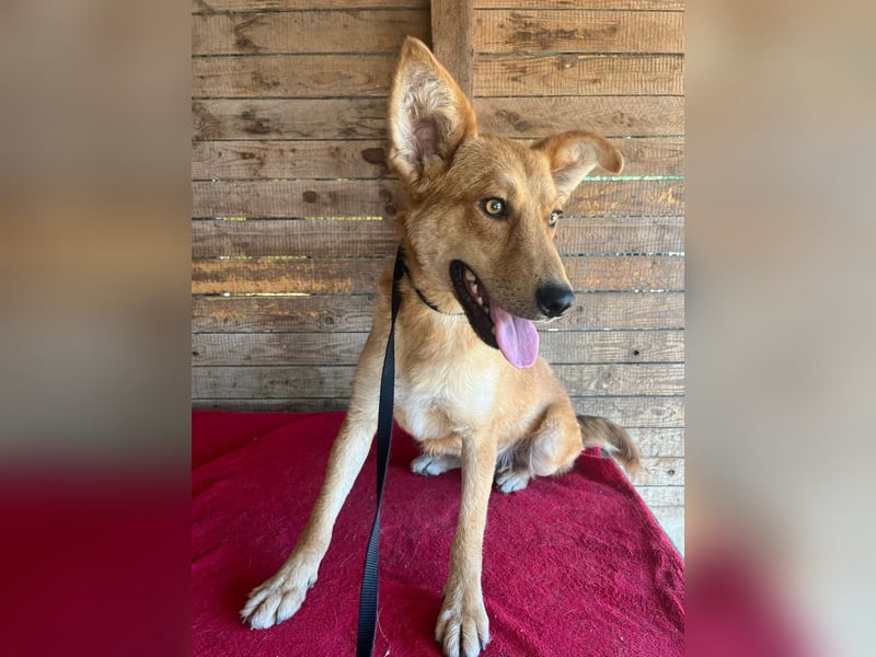 Maxim, Schäferhund-Mix, Rüde, geb. 05.10.2023, ca. 52 cm, 15 kg Maxim, Schäferhund-Mix, Rüde, geb. 05.10.2023, ca. 52 cm, 15 kg