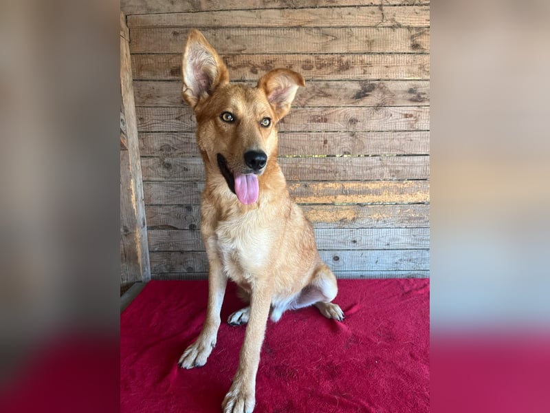 Maxim, Schäferhund-Mix, Rüde, geb. 05.10.2023, ca. 52 cm, 15 kg Maxim, Schäferhund-Mix, Rüde, geb. 05.10.2023, ca. 52 cm, 15 kg