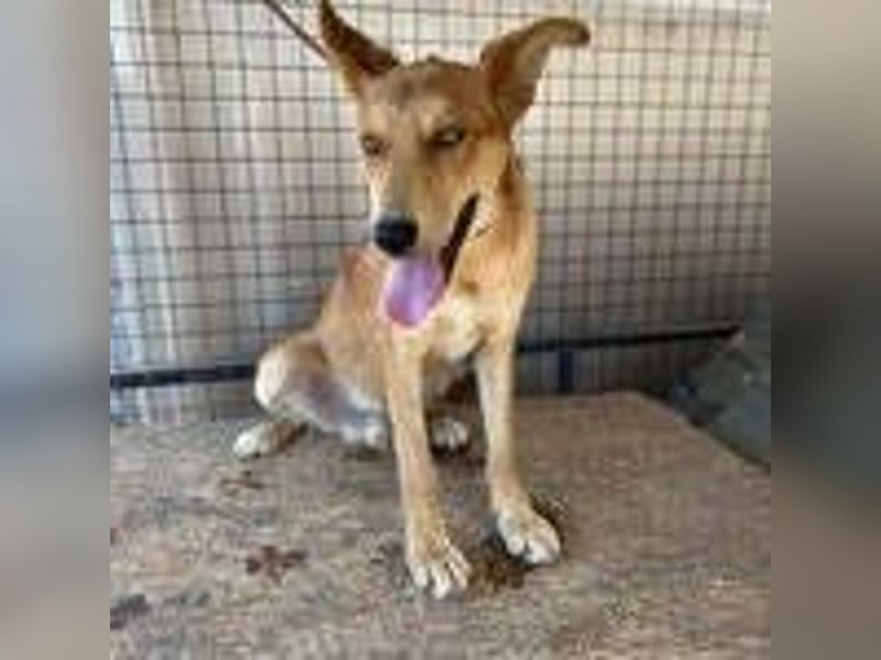 Maxim, Schäferhund-Mix, Rüde, geb. 05.10.2023, ca. 52 cm, 15 kg Maxim, Schäferhund-Mix, Rüde, geb. 05.10.2023, ca. 52 cm, 15 kg