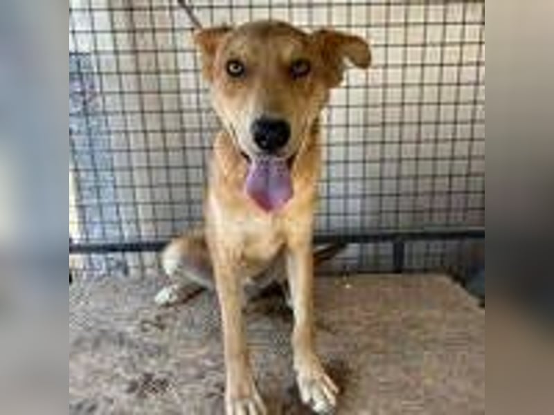 Maxim, Schäferhund-Mix, Rüde, geb. 05.10.2023, ca. 52 cm, 15 kg Maxim, Schäferhund-Mix, Rüde, geb. 05.10.2023, ca. 52 cm, 15 kg