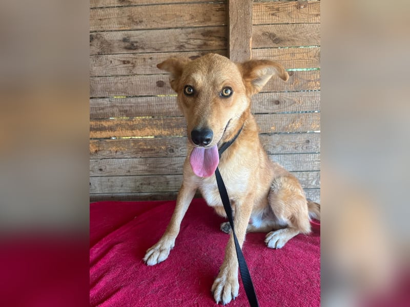 Maxim, Schäferhund-Mix, Rüde, geb. 05.10.2023, ca. 52 cm, 15 kg Maxim, Schäferhund-Mix, Rüde, geb. 05.10.2023, ca. 52 cm, 15 kg