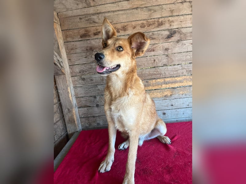 Maxim, Schäferhund-Mix, Rüde, geb. 05.10.2023, ca. 52 cm, 15 kg Maxim, Schäferhund-Mix, Rüde, geb. 05.10.2023, ca. 52 cm, 15 kg