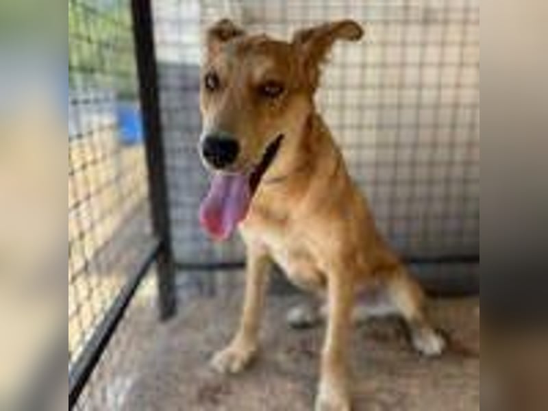 Maxim, Schäferhund-Mix, Rüde, geb. 05.10.2023, ca. 52 cm, 15 kg Maxim, Schäferhund-Mix, Rüde, geb. 05.10.2023, ca. 52 cm, 15 kg