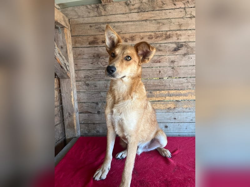 Maxim, Schäferhund-Mix, Rüde, geb. 05.10.2023, ca. 52 cm, 15 kg Maxim, Schäferhund-Mix, Rüde, geb. 05.10.2023, ca. 52 cm, 15 kg