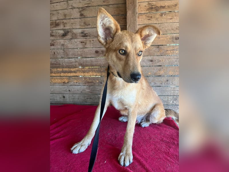 Maxim, Schäferhund-Mix, Rüde, geb. 05.10.2023, ca. 52 cm, 15 kg Maxim, Schäferhund-Mix, Rüde, geb. 05.10.2023, ca. 52 cm, 15 kg