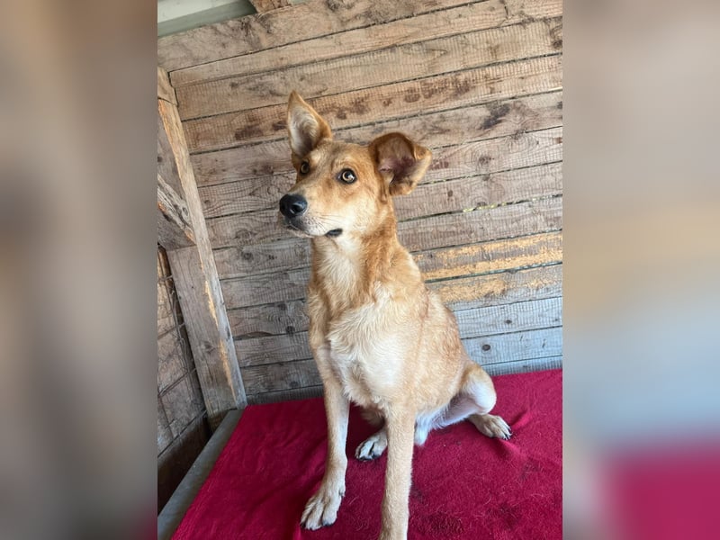 Maxim, Schäferhund-Mix, Rüde, geb. 05.10.2023, ca. 52 cm, 15 kg Maxim, Schäferhund-Mix, Rüde, geb. 05.10.2023, ca. 52 cm, 15 kg