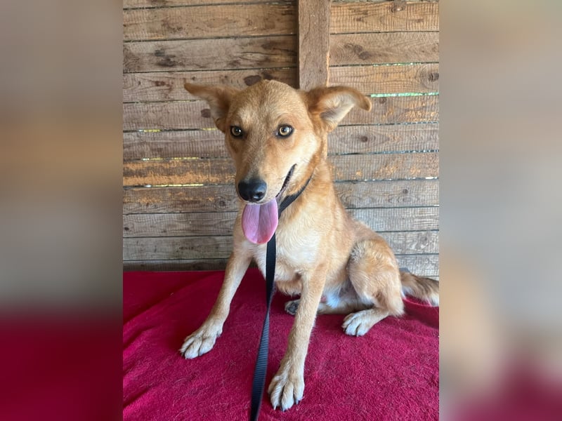 Maxim, Schäferhund-Mix, Rüde, geb. 05.10.2023, ca. 52 cm, 15 kg Maxim, Schäferhund-Mix, Rüde, geb. 05.10.2023, ca. 52 cm, 15 kg