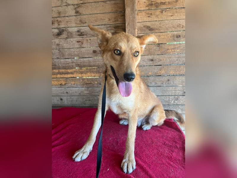 Maxim, Schäferhund-Mix, Rüde, geb. 05.10.2023, ca. 52 cm, 15 kg Maxim, Schäferhund-Mix, Rüde, geb. 05.10.2023, ca. 52 cm, 15 kg