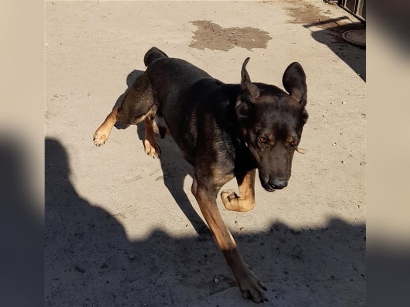 Báttyó hofft auf eine liebe Familie