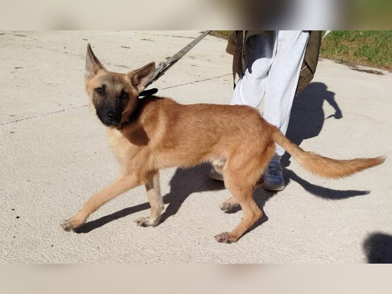 ❤️ CHACAL ❤️