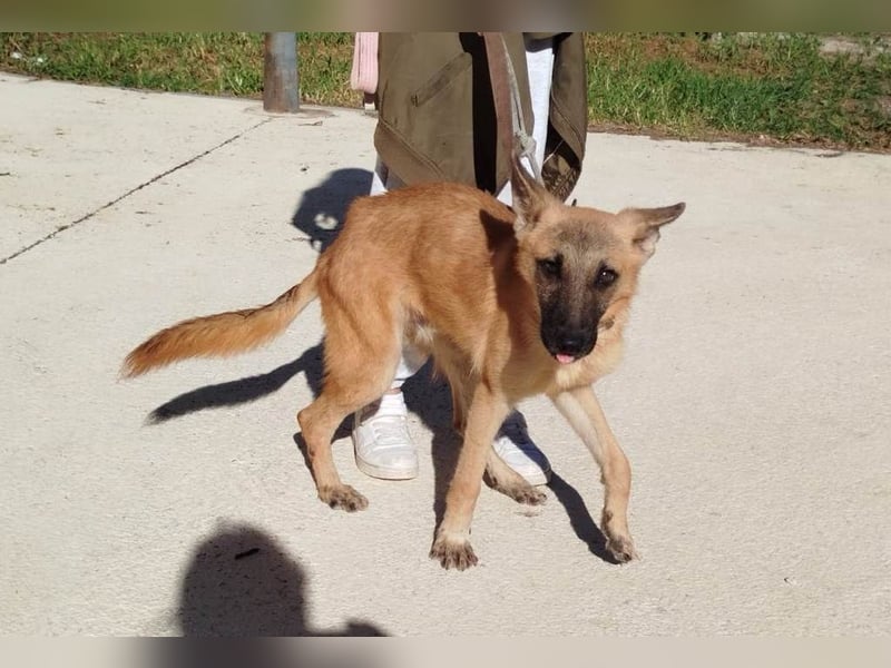 ❤️ CHACAL ❤️