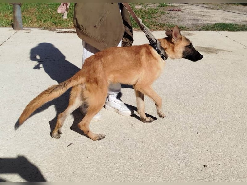 ❤️ CHACAL ❤️