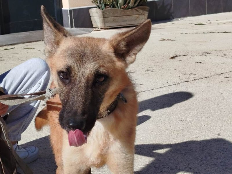 ❤️ CHACAL ❤️