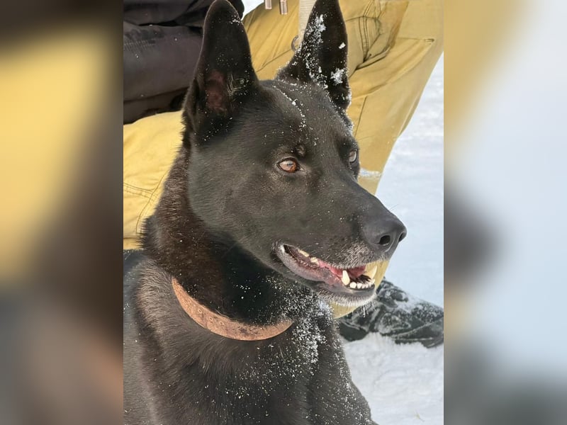 Lady Mesi, ein Rohdiamant , hat leider Ihr Zuhause verloren !