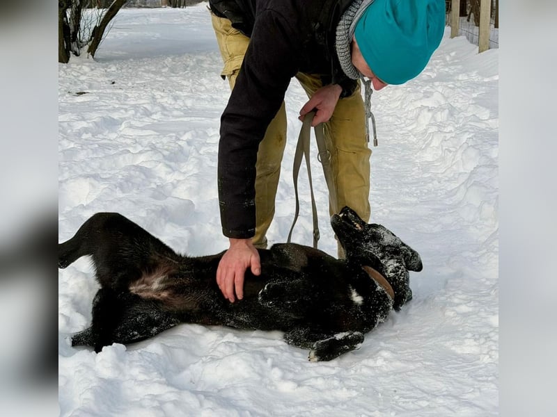 Lady Mesi, ein Rohdiamant , hat leider Ihr Zuhause verloren !