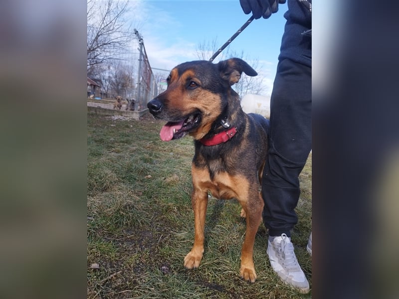 Lady, eine große Schäferhund-Dame sucht ihr Glück !