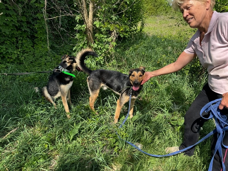 Pityke hat in seinem Leben schon schreckliche Erfahrungen mit Menschen gemacht !