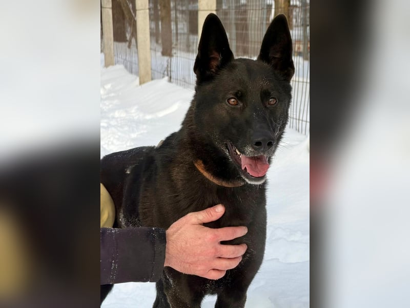 Lady Mesi, ein Rohdiamant , hat leider Ihr Zuhause verloren !