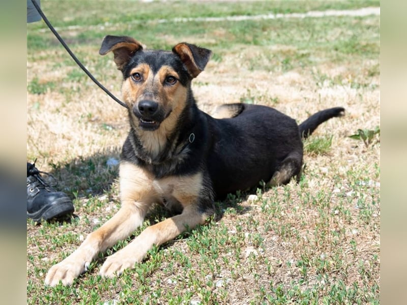 Pityke hat in seinem Leben schon schreckliche Erfahrungen mit Menschen gemacht !