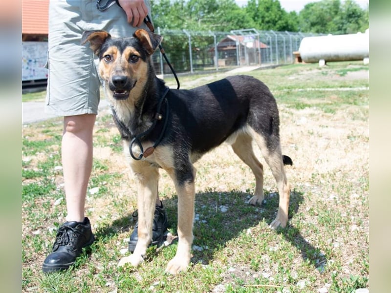 Pityke hat in seinem Leben schon schreckliche Erfahrungen mit Menschen gemacht !