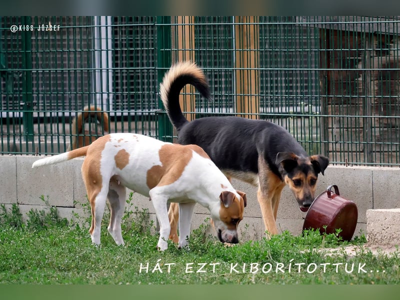 Pityke hat in seinem Leben schon schreckliche Erfahrungen mit Menschen gemacht !