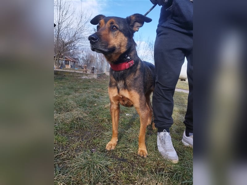 Lady, eine große Schäferhund-Dame sucht ihr Glück !