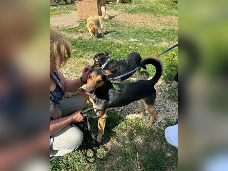 Pityke hat in seinem Leben schon schreckliche Erfahrungen mit Menschen gemacht !